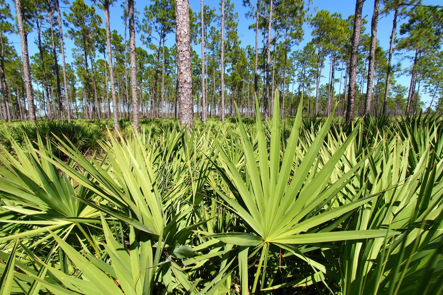 2022-Saw-Palmetto-harvest-largely-unaffected-by-Hurricane-Ian.jpg