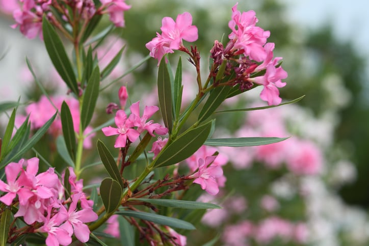 Supplement industry quick to warn consumers about Trump's enthusiasm for oleander as COVID-19 cure