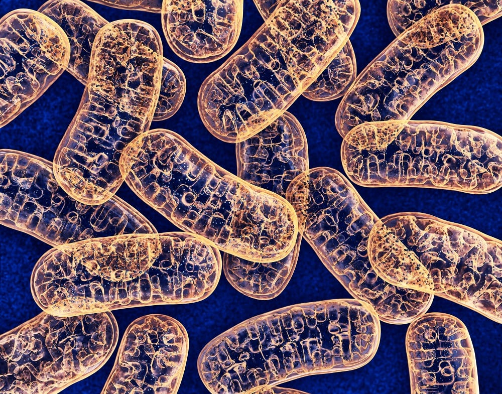 Pioneer combines HMOs and pomegranate extract for mitochondrial health