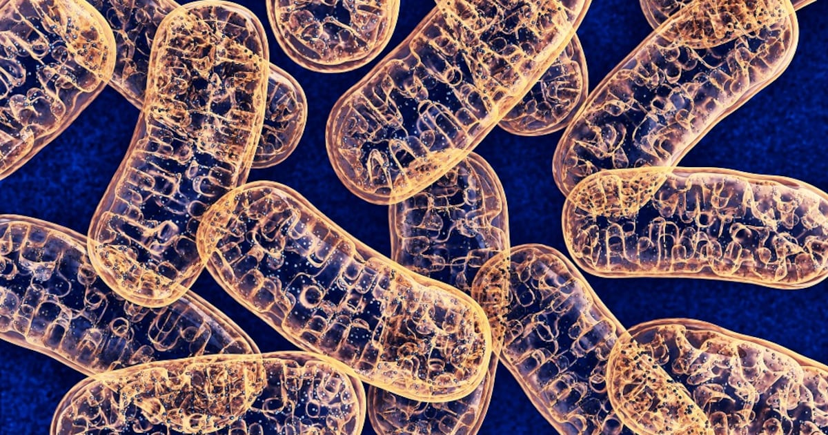 Herbal extract combination may boost NAD+ levels, mitochondrial health, and physical performance Herbal extract combination may boost NAD+ levels, mitochondrial health, and physical performance