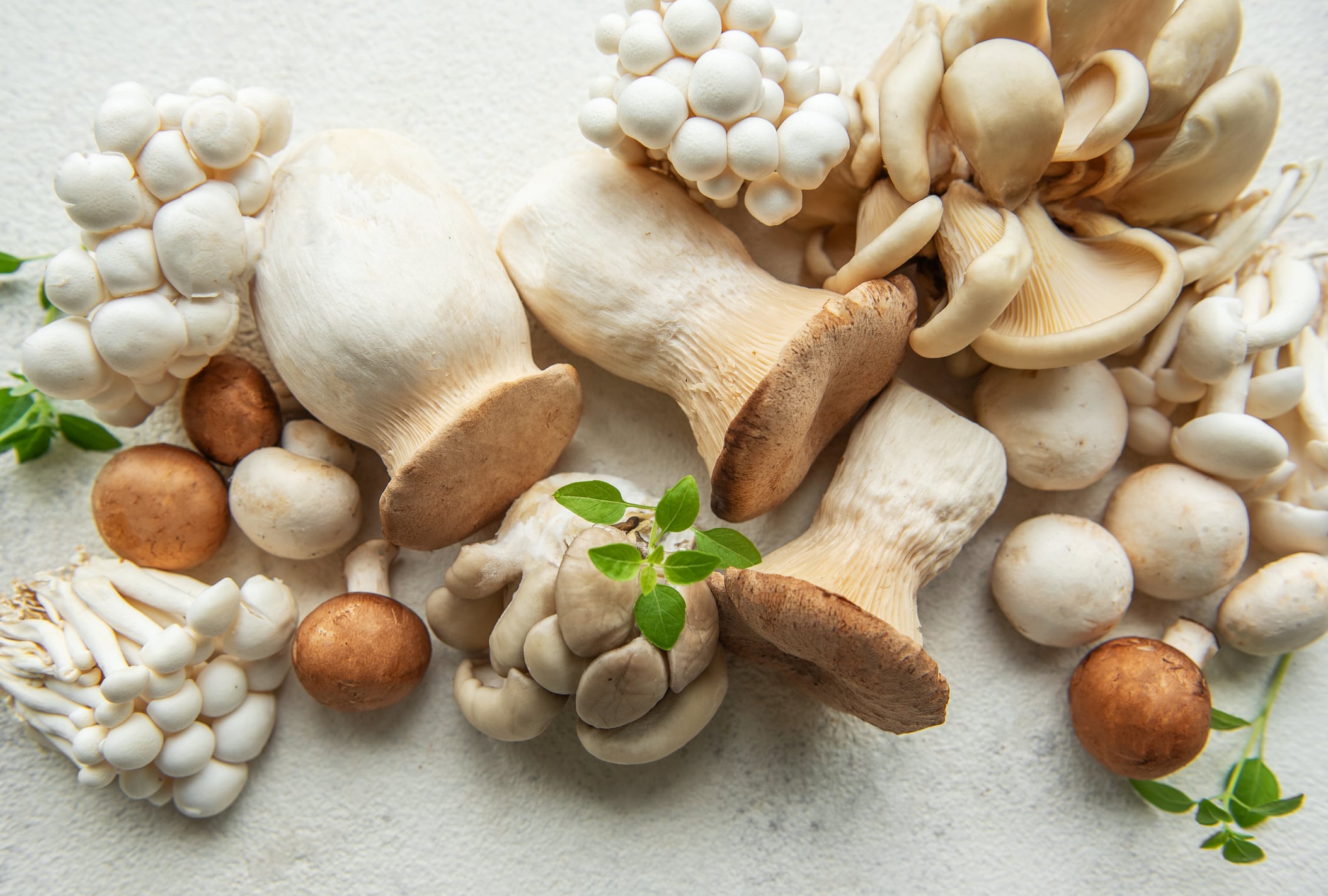 “When I started Real Mushrooms ten years ago with my Dad, Mushroom Science was definitely a role model for what we wanted to accomplish," said Real Mushrooms CEO Skye Chilton.