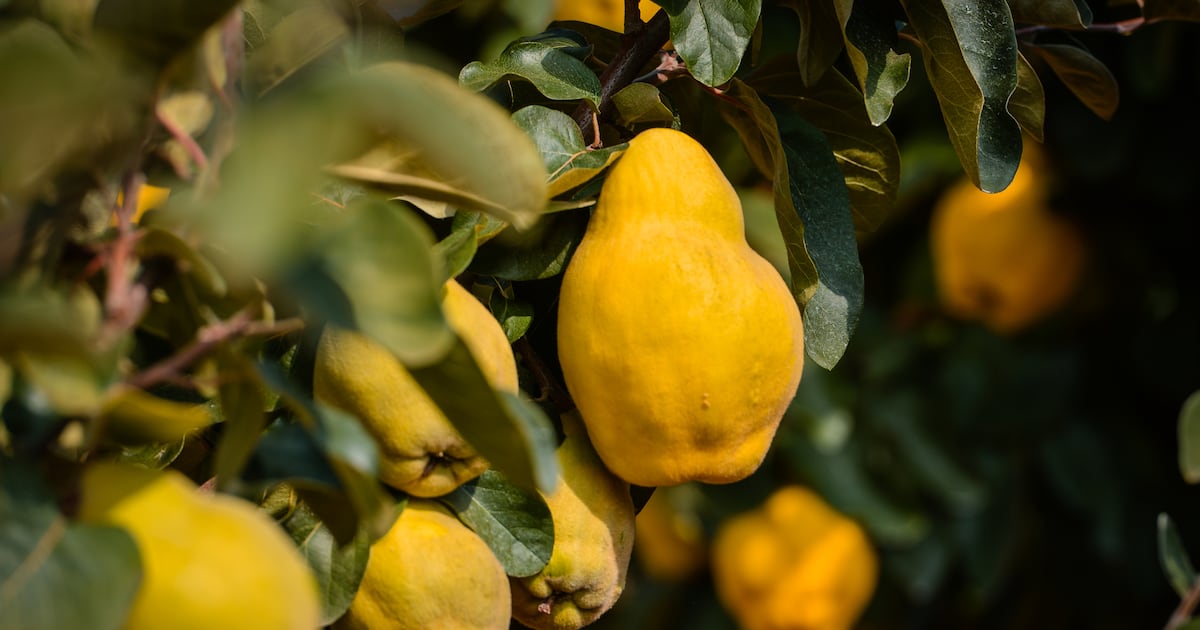 Quince extract may support brain health through the gut–brain axis