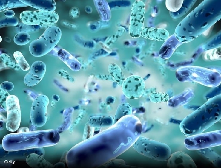 Harvard and MIT team engineer LBP to protect gut from antibiotic dysbiosis