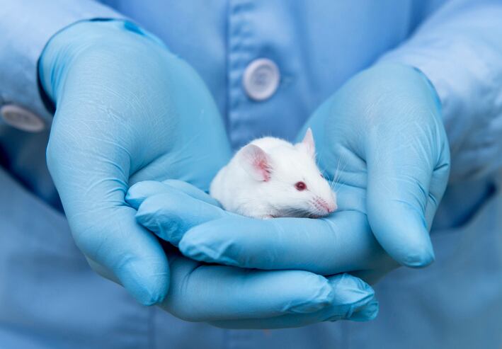Magnolia compound outperforms drug in cognitive impairment trial done in mice