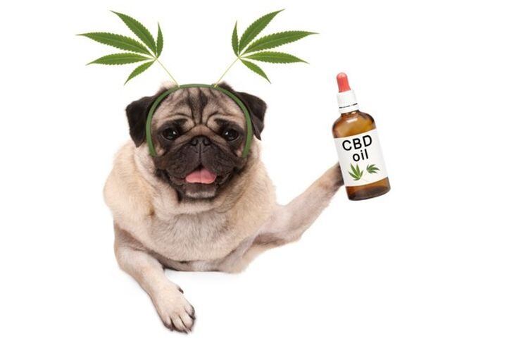 CBD-with-dog-Getty-Images-Monica-Click-cropped.jpg