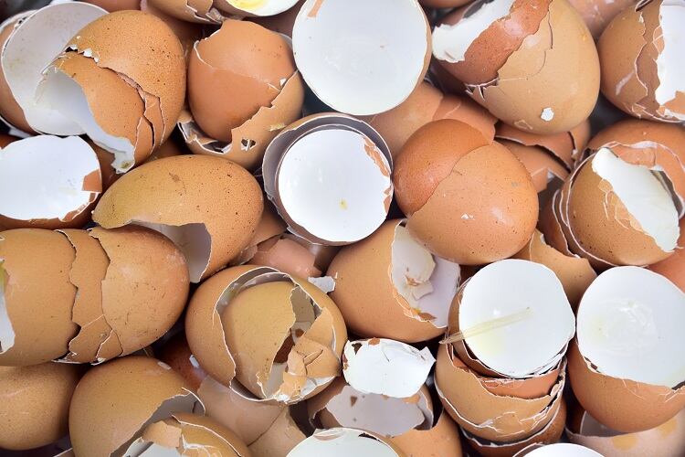 Chicken-eggshell-membrane-upcycled-for-bakery-Eggbrane-alleviates-joint-stiffness-and-pain.jpg