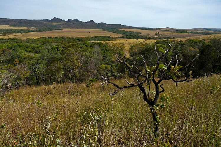 Brazilian Cerrado 'scarcely explored' fruits rich in bioactives and antioxidants: Study