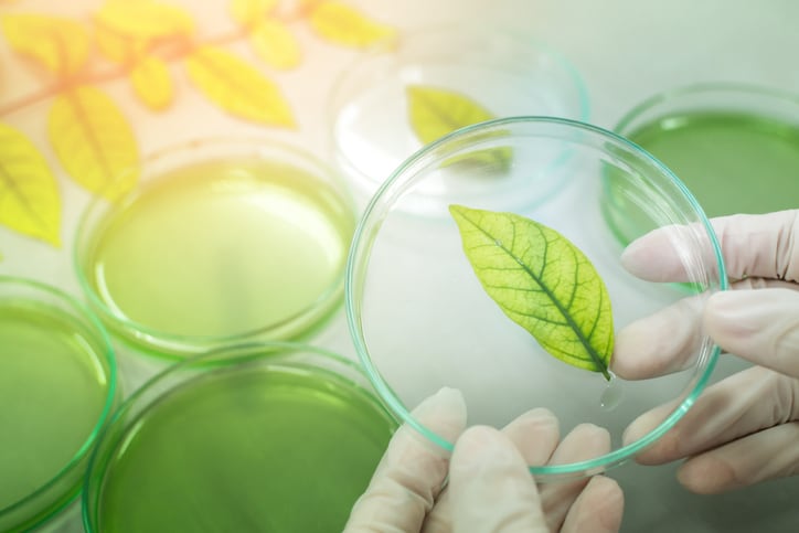 Euromed-Monteloeder-and-Pharmactive-to-showcase-untapped-botanical-potential-at-Vitafoods.jpg