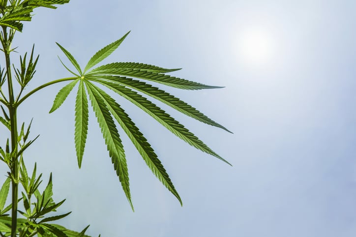 CBD entrepreneur Floyd Landis to share vision in upcoming NutraIngredients-USA webinar