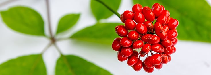 Adaptogens-from-herbalism-to-clinical-nutrition.png