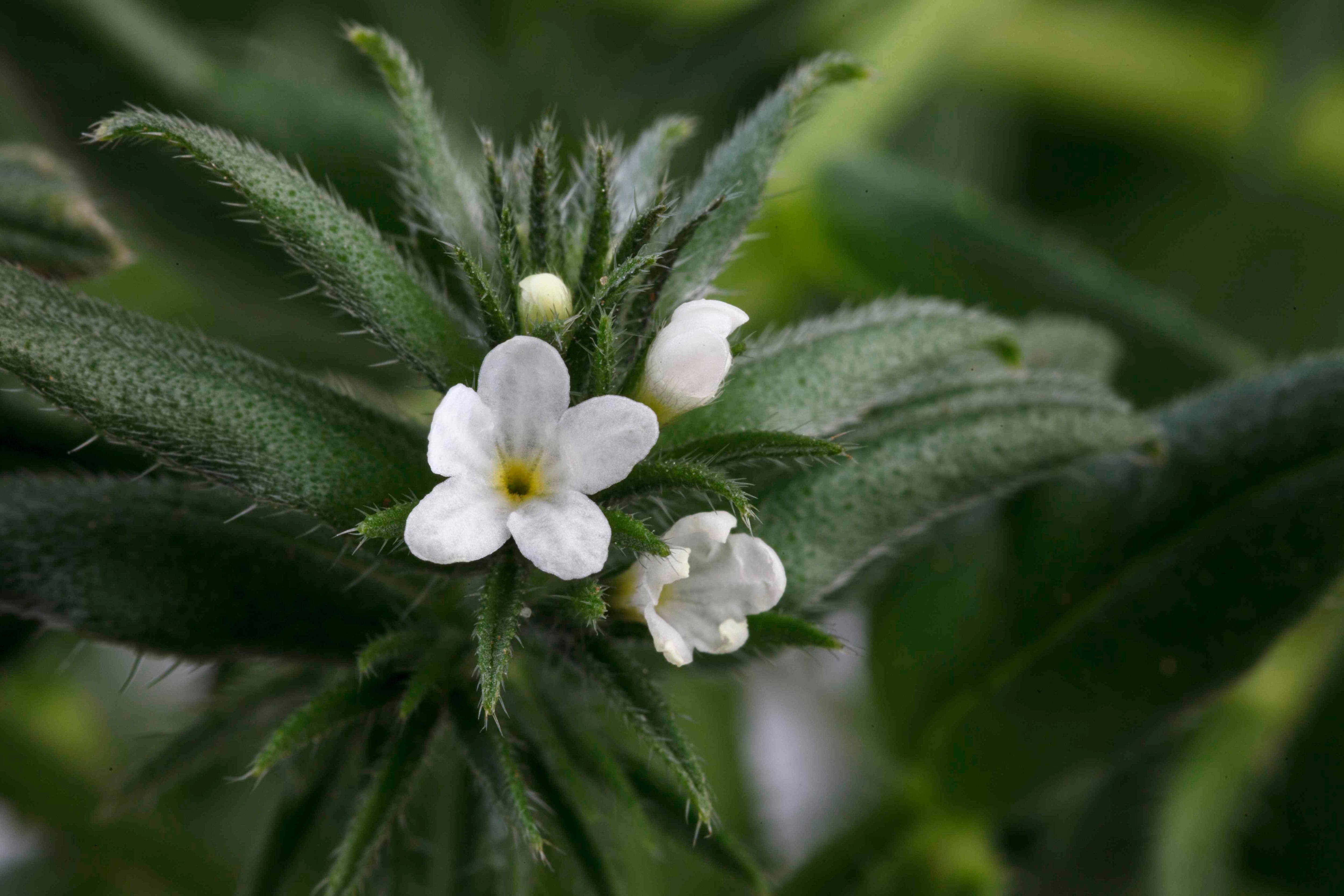 Ahiflower-flower-close-up.jpg