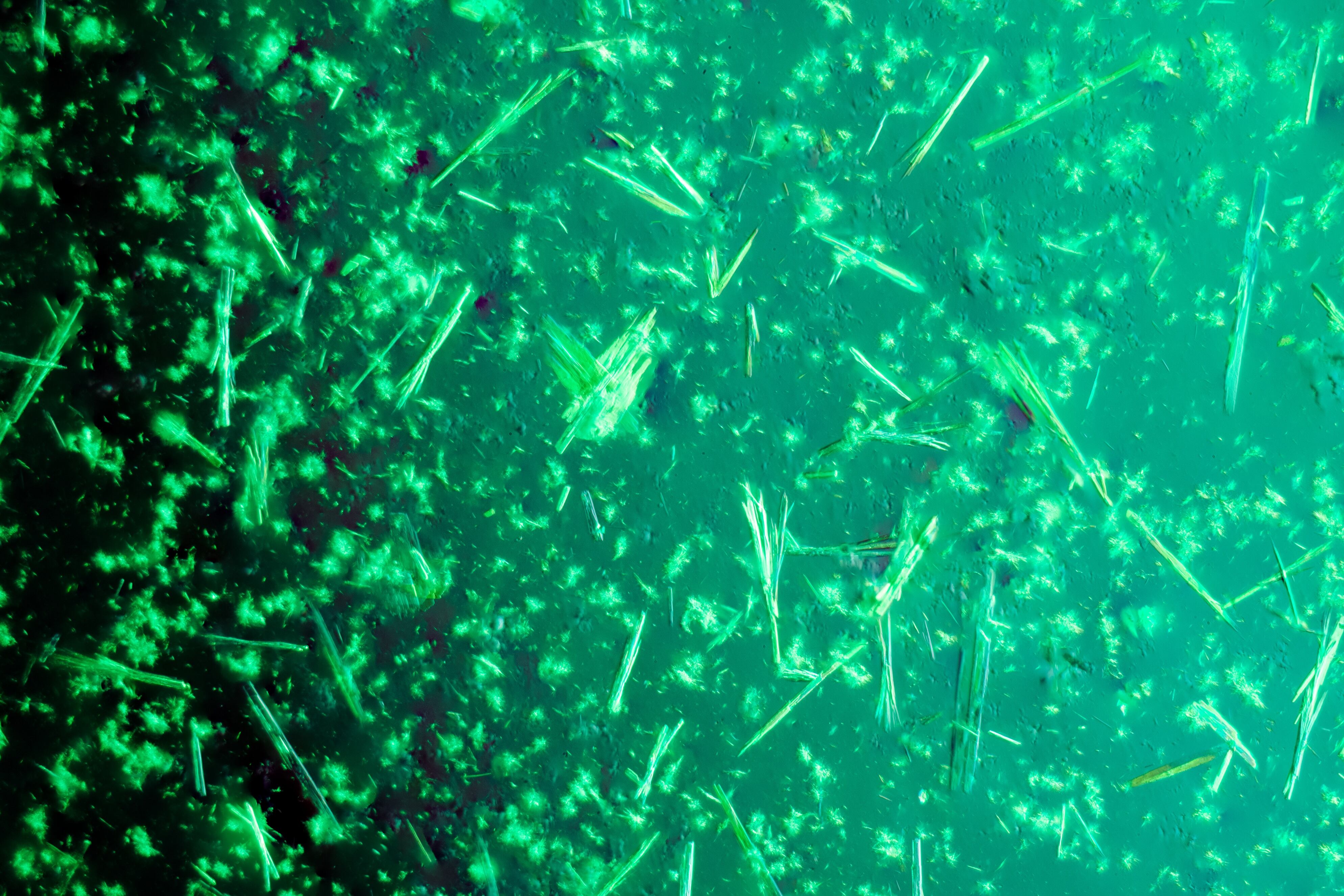 Revervia, Aker Biomarine's algae-based DHA offering, is derived from the microalgae Schizochytrium sp.