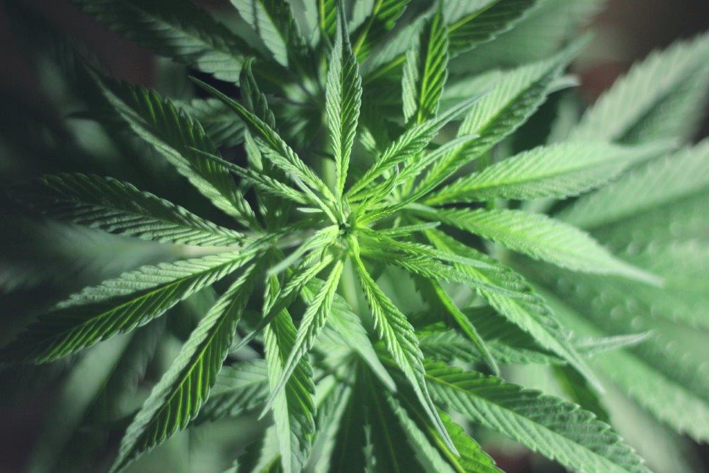Industry-group-despair-at-disproportionate-senseless-measures-put-on-CBD-products.jpg