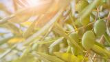 Hydroxytyrosol soluble in omegas: an innovation