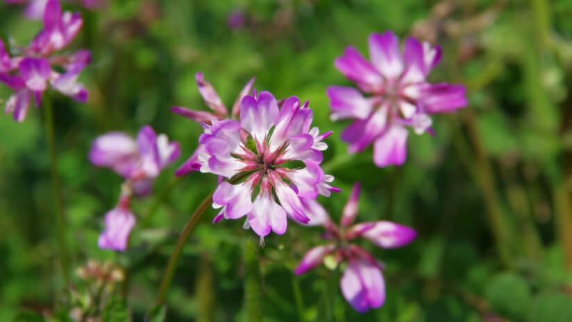 Astragalus extract linked to biological aging benefits: Telomere study