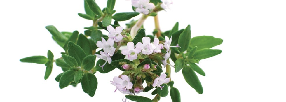 THYMOX-The-EPO-thyme-extract.jpg