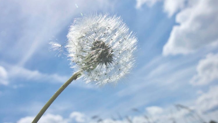Tinofend®: Your NEXT Natural Antihistamine Ingredient