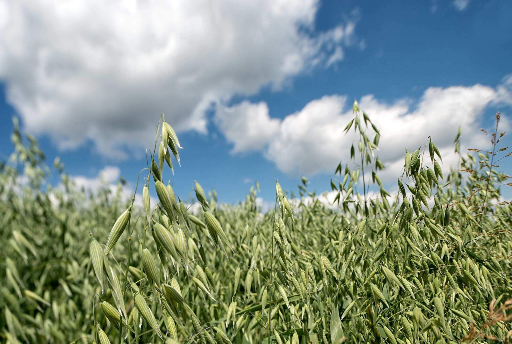 IFF-s-green-oat-extract-may-improve-mental-processing-and-resilience-to-mental-fatigue-Study.jpg