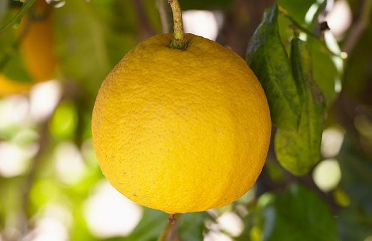 bergamot_citrus-collection-Givaudan.jpg