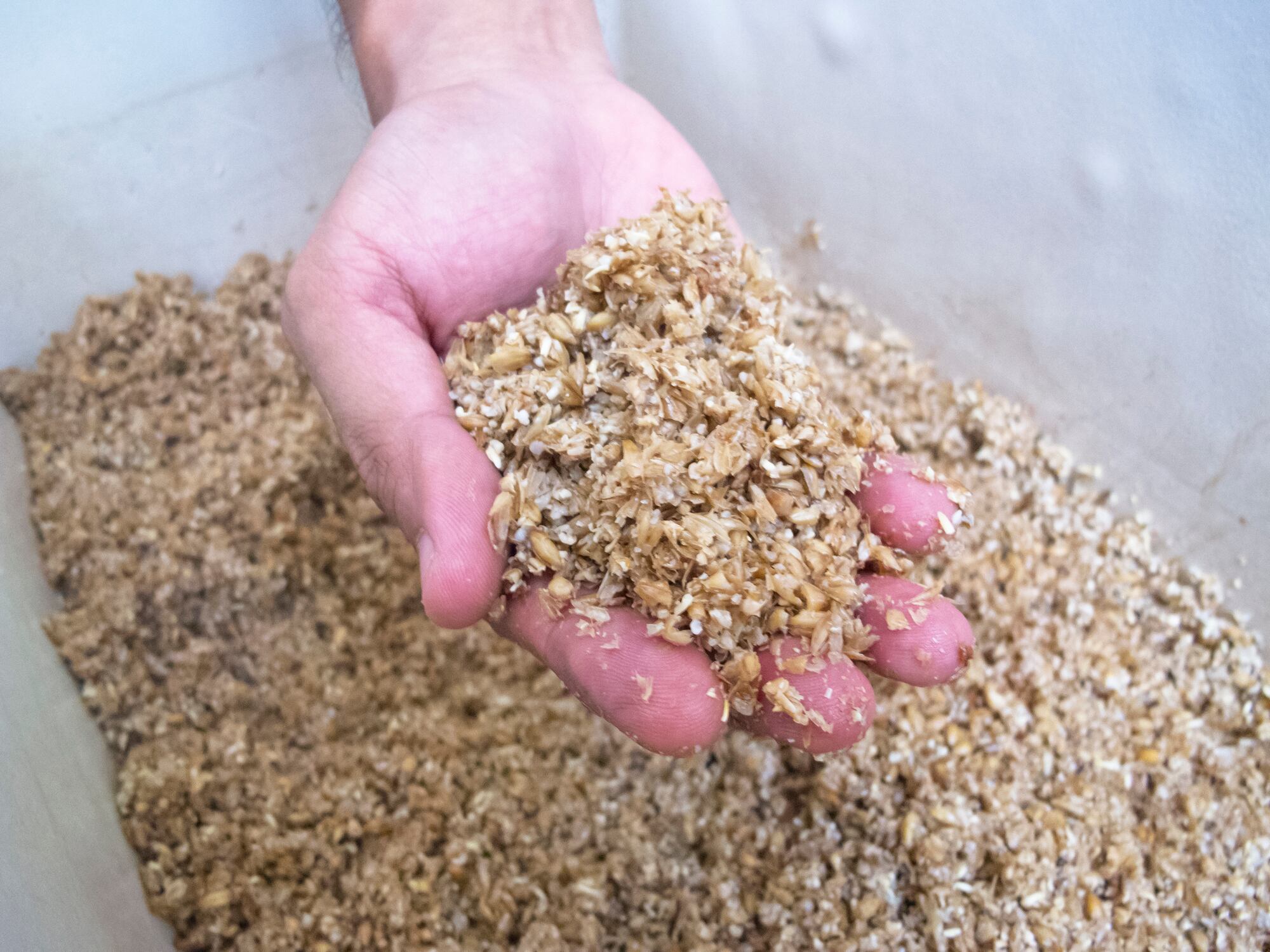Anheuser-Busch InBev explores upcycling spent brewers’ grain for prebiotic 