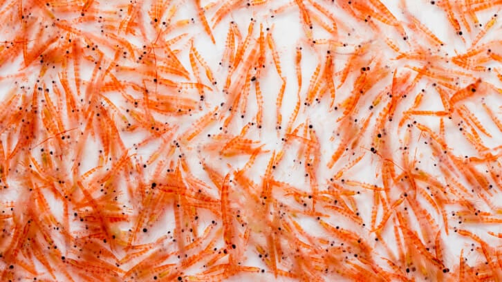 Kilyos-Nutrition-adds-Aker-BioMarine-krill-oil-to-Brazilian-portfolio.jpg