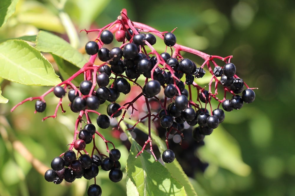 ABC/ BAPP: ‘We are deeply concerned about the integrity of the botanical supply chains’