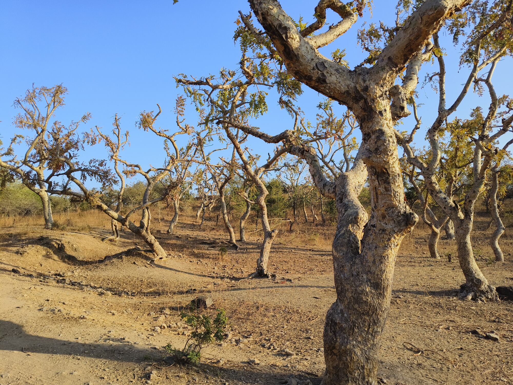 Boswellia extract may improve cartilage condition in knee joints