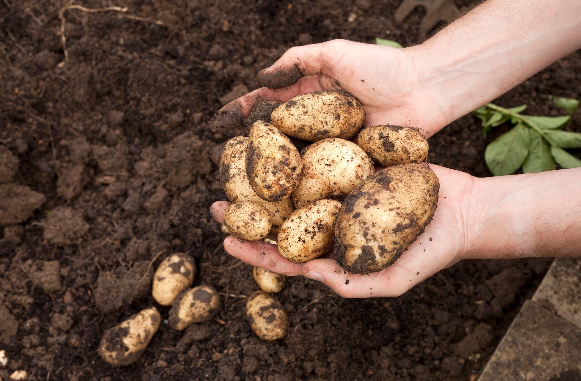 MSP-Starch-Products-launches-prebiotic-Solnul-resistant-starch.jpg