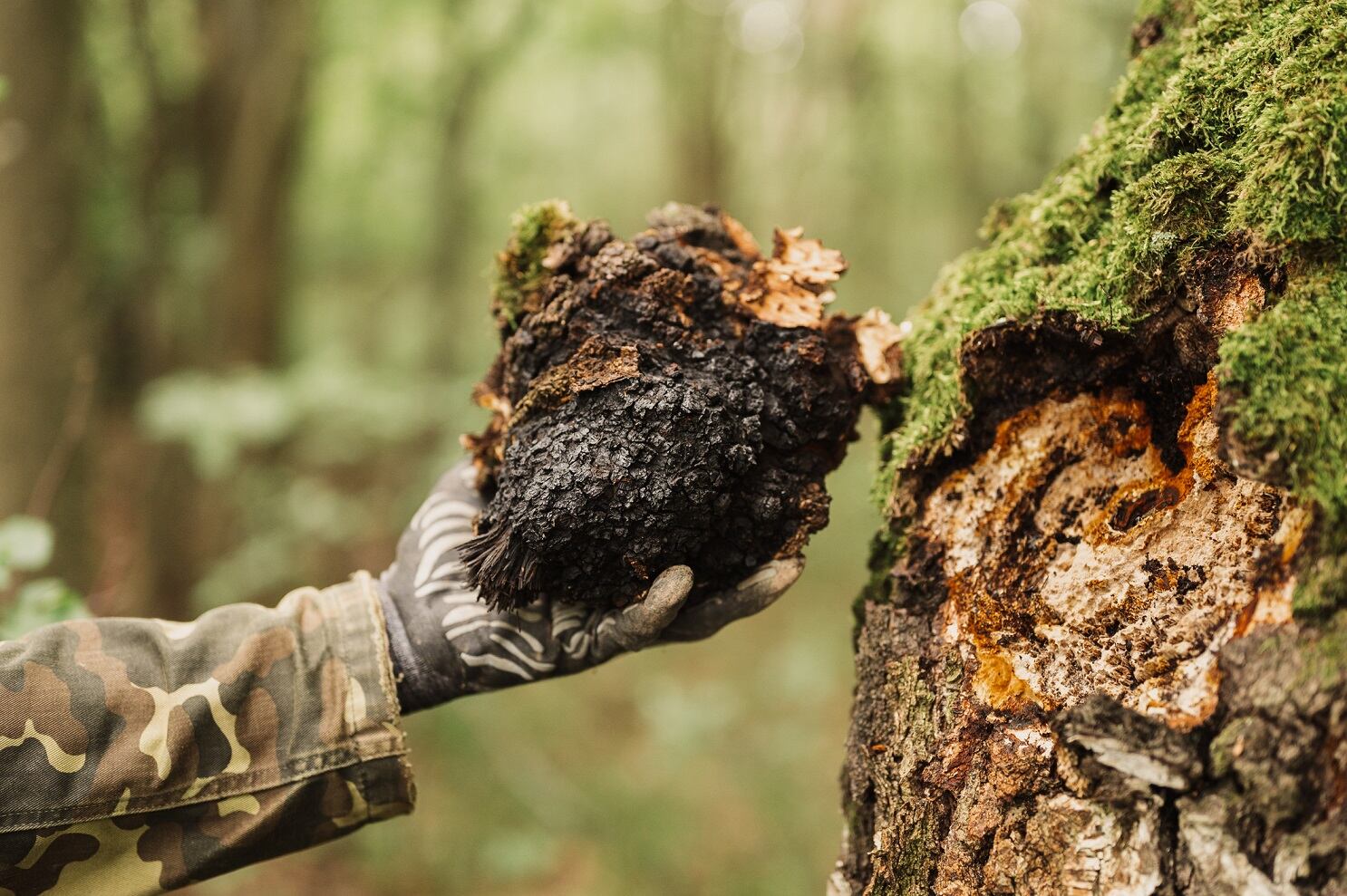 Shroomwell Biotech opens mushroom research center in Estonia