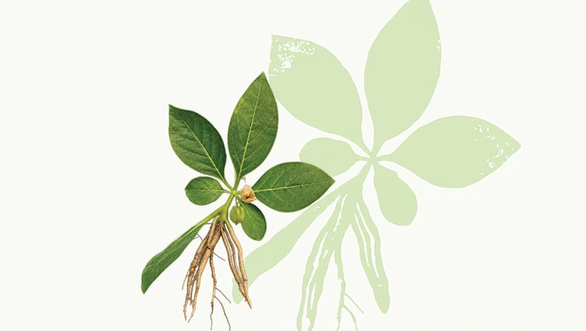 Arjuna Natural PVT Ltd