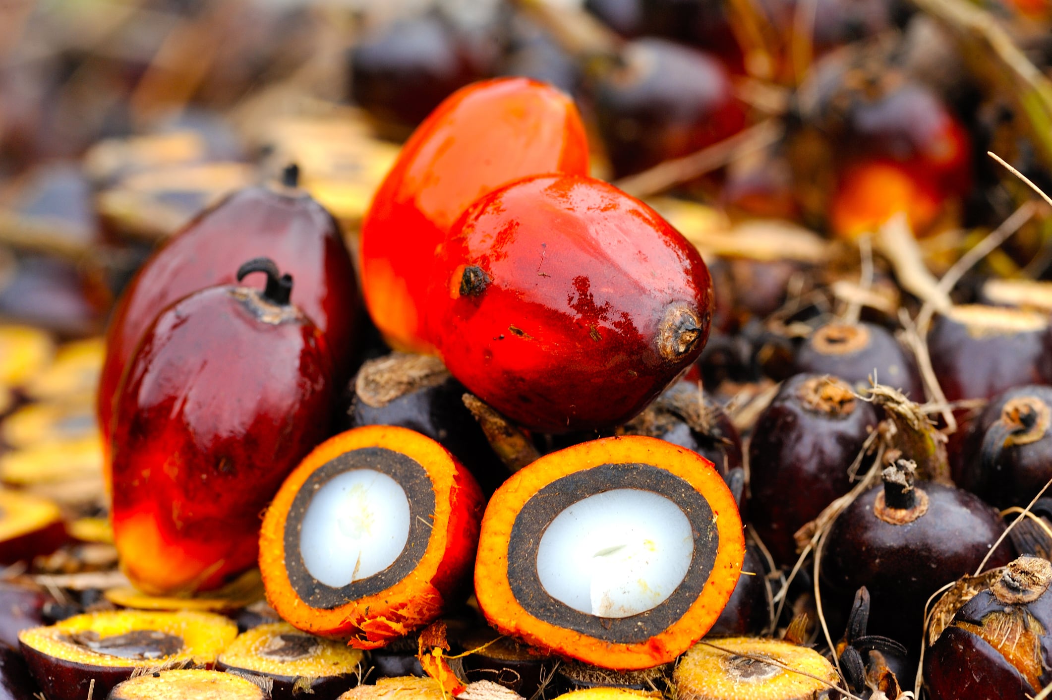 A picture showing fresh oil palm fruits.