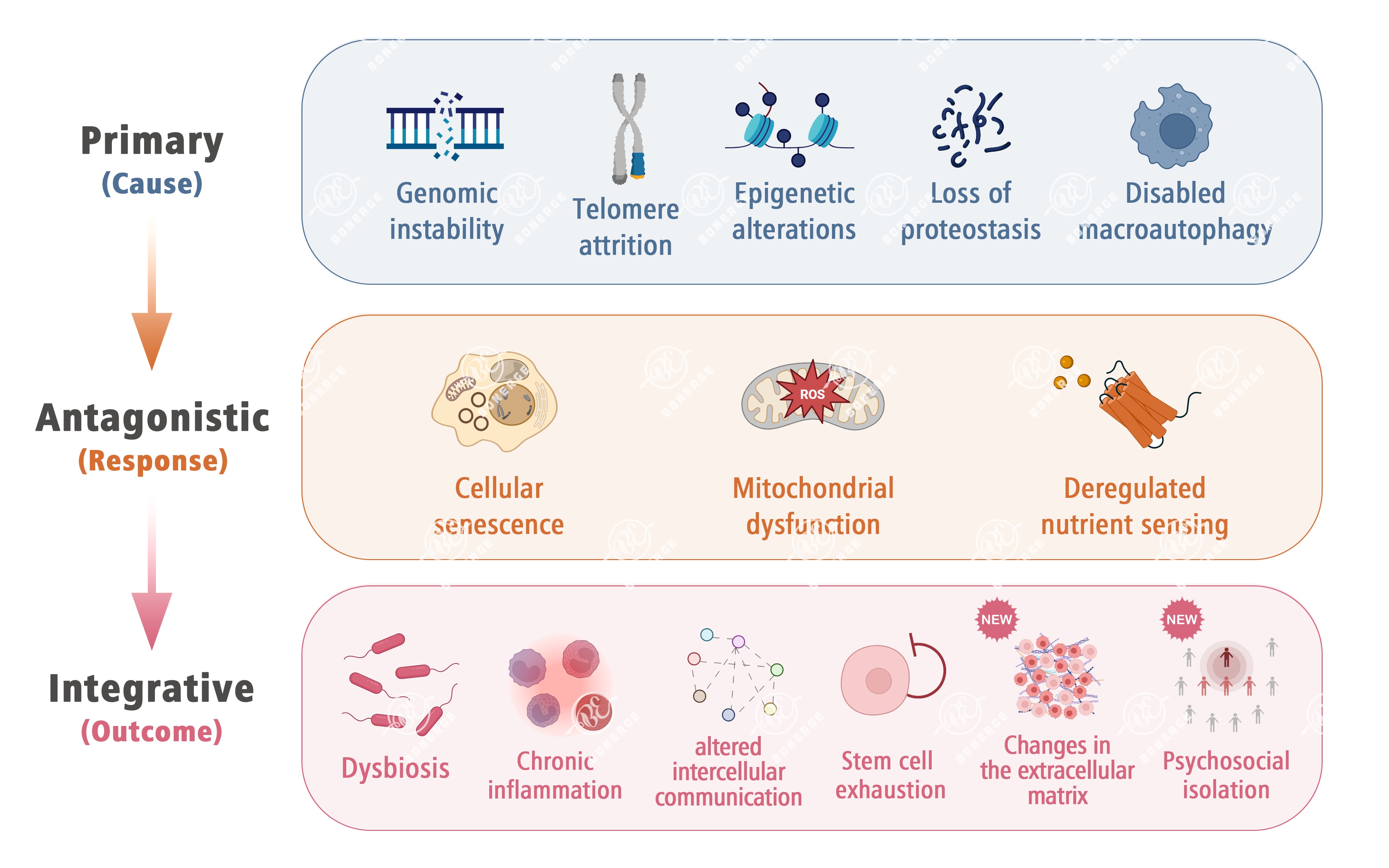 14 Hallmarks of aging