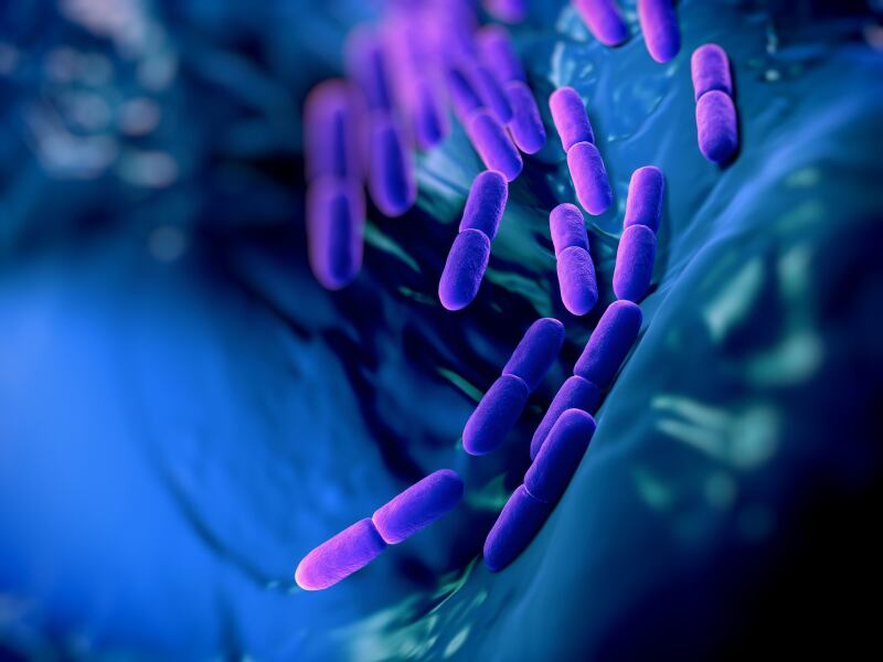 probiotics-Lactobacillus-bulgaricus-bateria.jpg