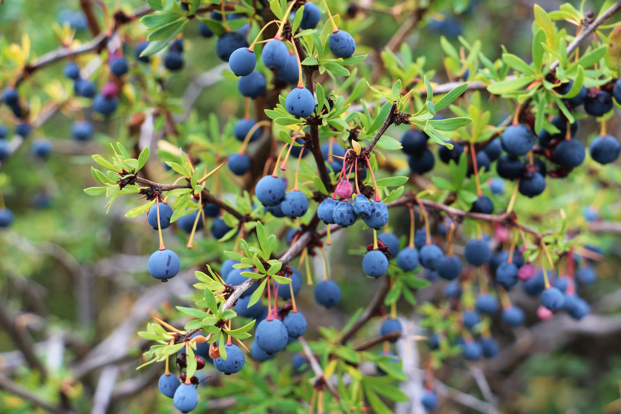 Patagonian-berries-are-a-relevant-source-of-bioactive-compounds-says-review.jpg