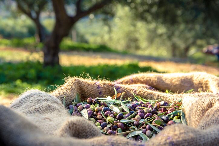 Paucity of testing ensures olive oil adulteration continues to plague market, BAPP bulletin says