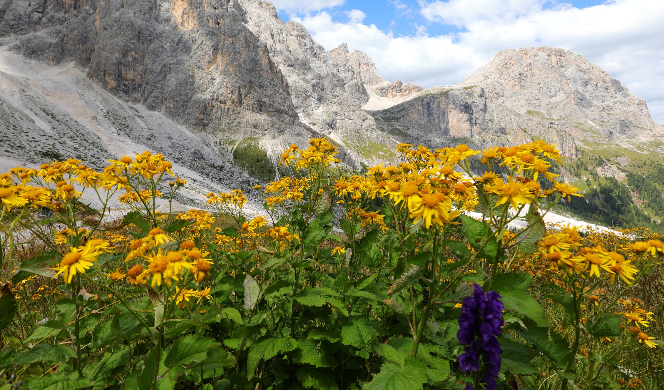 yellow mountain arnica flowers perfect as a natural ointment and anti-inflammatory
