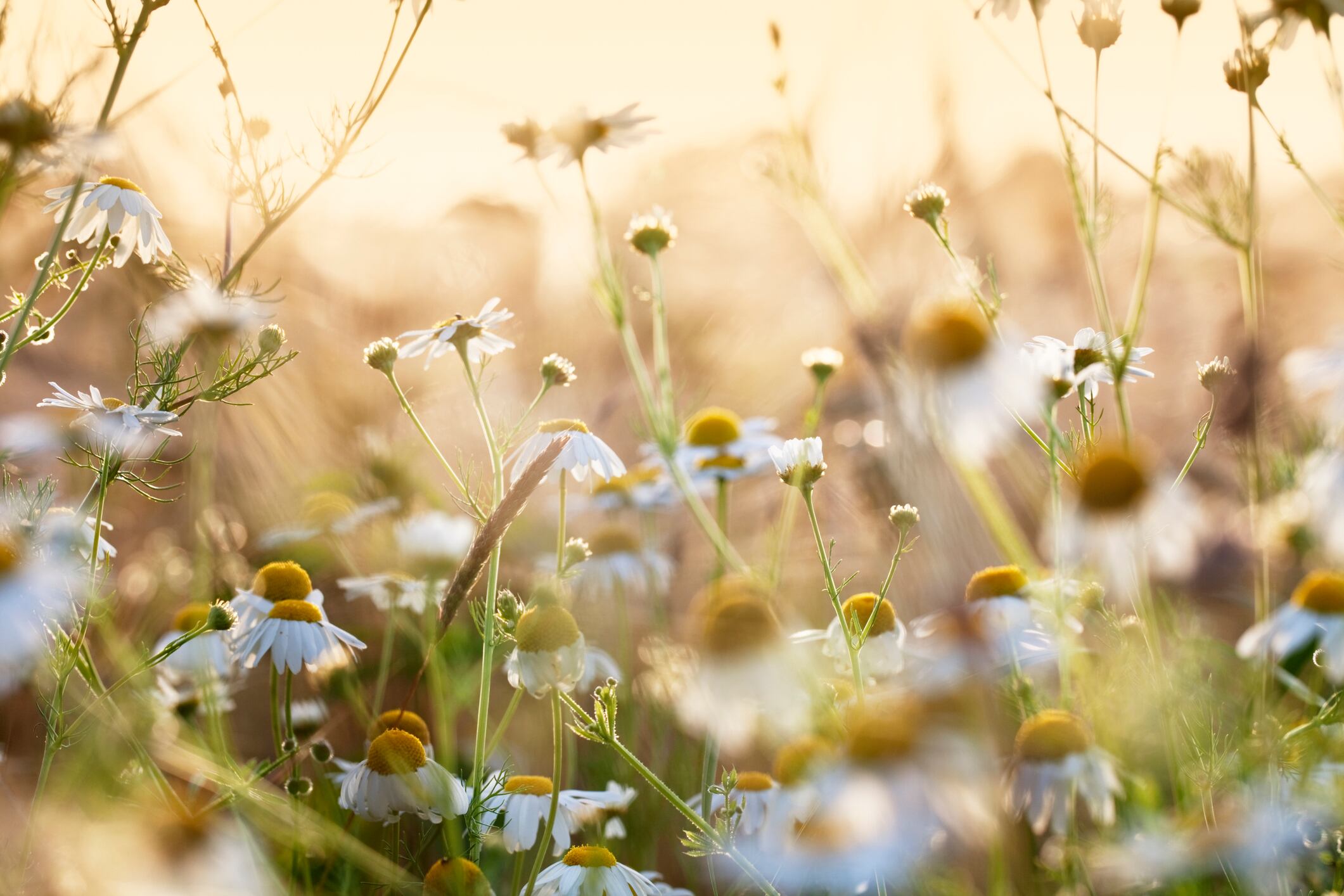 The erosion of predictability: Climate change and the botanical supply chain