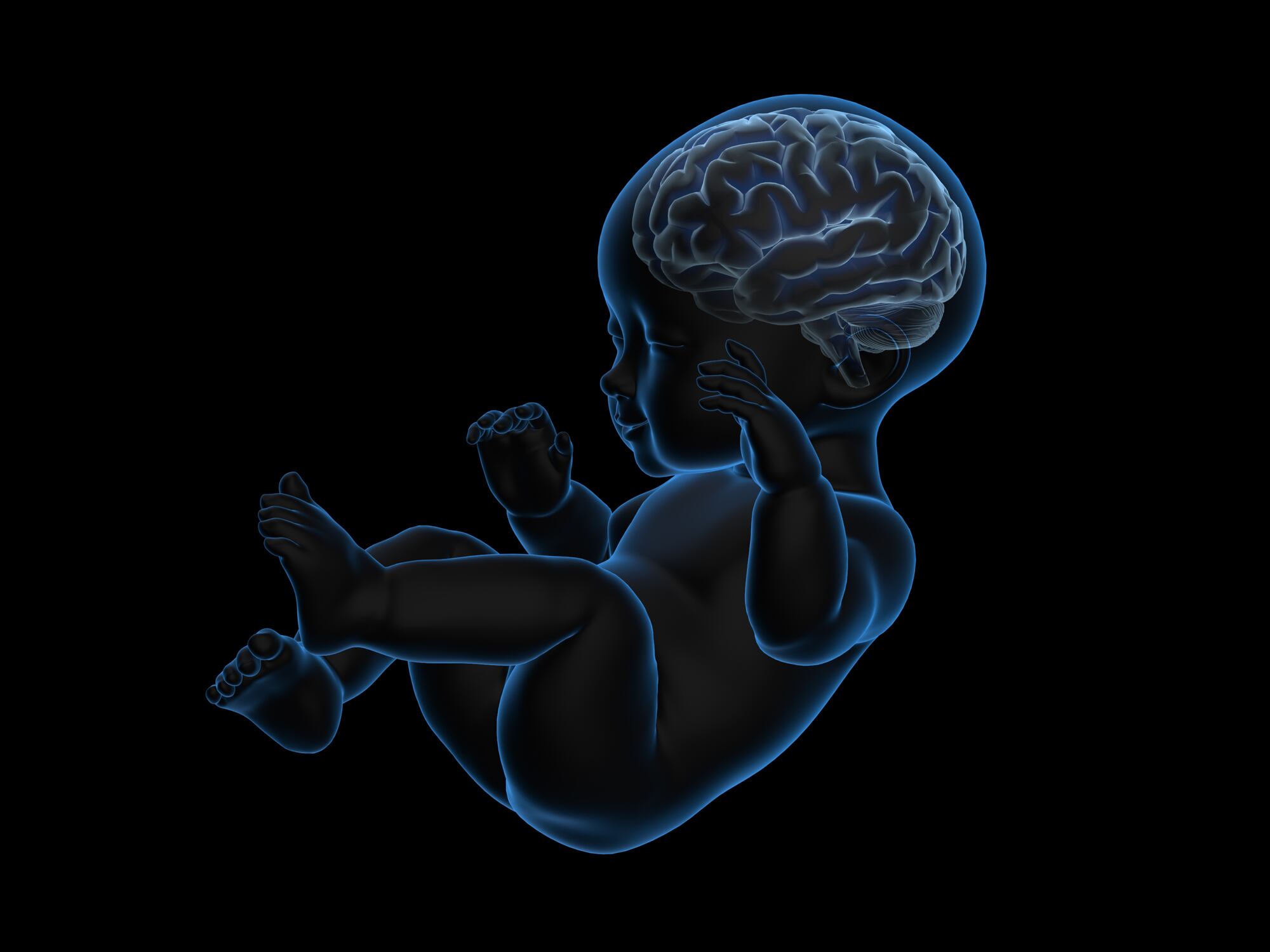3d rendering x-ray of baby with brain inside.