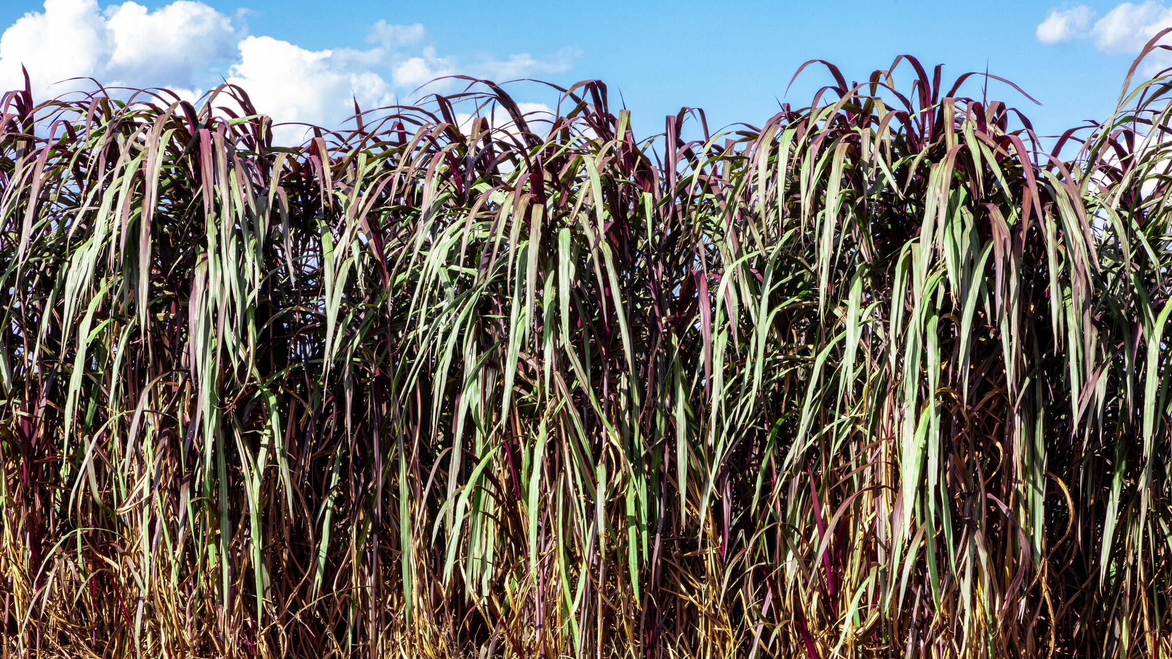 Napiergrass (Pennisetum purpureum Schumach) is cultivated in Taiwan, with the plant's origins tracing to the African grasslands.