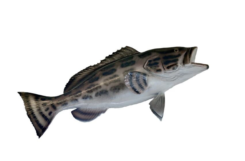 black-grouper-fish.jpg