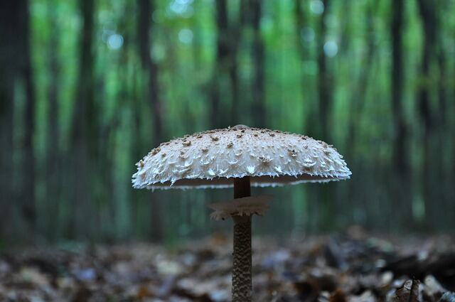 Trend Spotting: mushrooms of the world