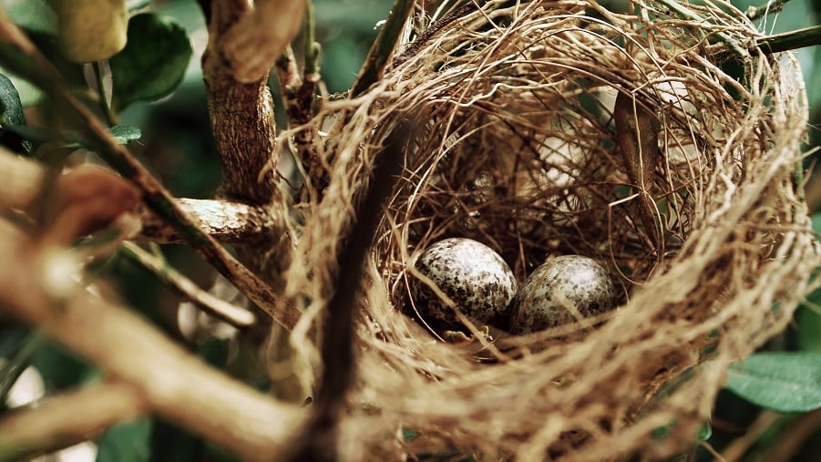 Father’s bird’s nest farm prompts Malaysian entrepreneur to take cosmetics to China