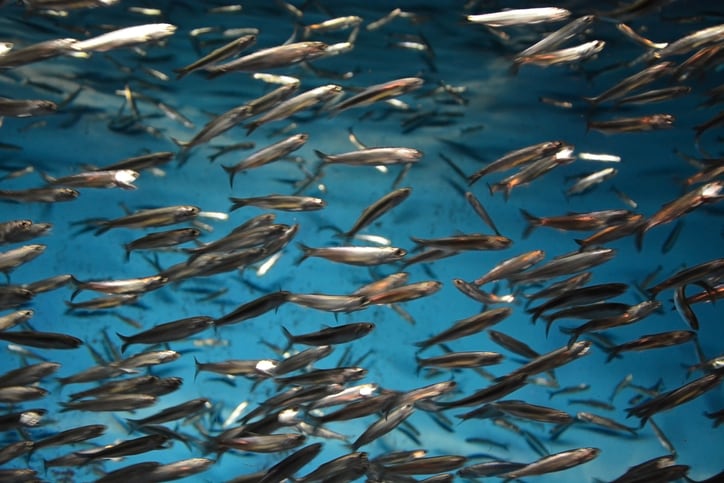 Weather-challenges-could-tank-fishmeal-production-in-Peru-by-25.jpg