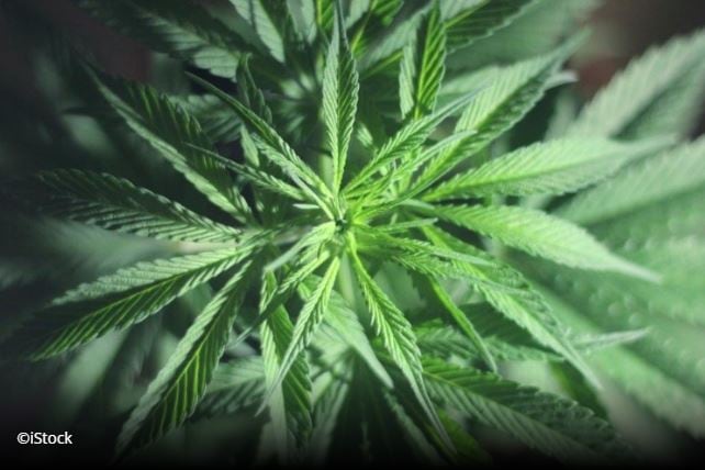 CBD’s Novel Food status reiterated by German high courts