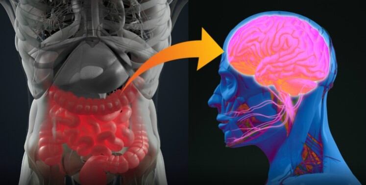 Brain-injury-negatively-alters-faecal-microbiome-says-study.jpg