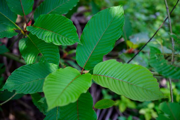Kratom comment deadline approaches as labs continue to service thriving trade