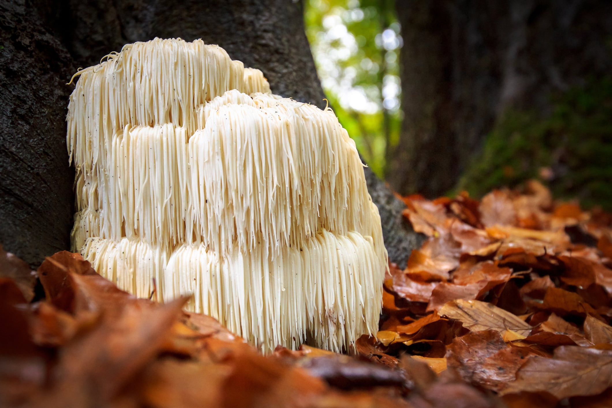 Lion-s-Mane-spores-450-Google-search-growth.jpg