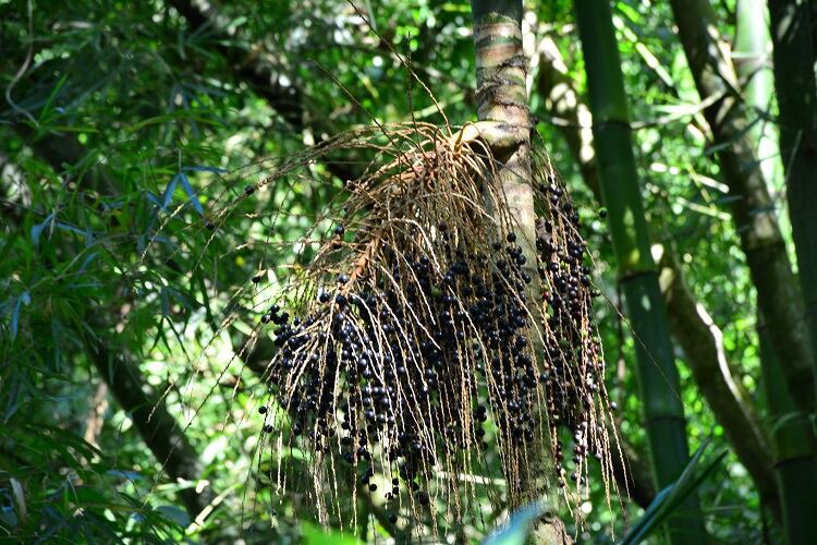 Fermentation of Jussara fruit pulp may lead to new anthocyanin products