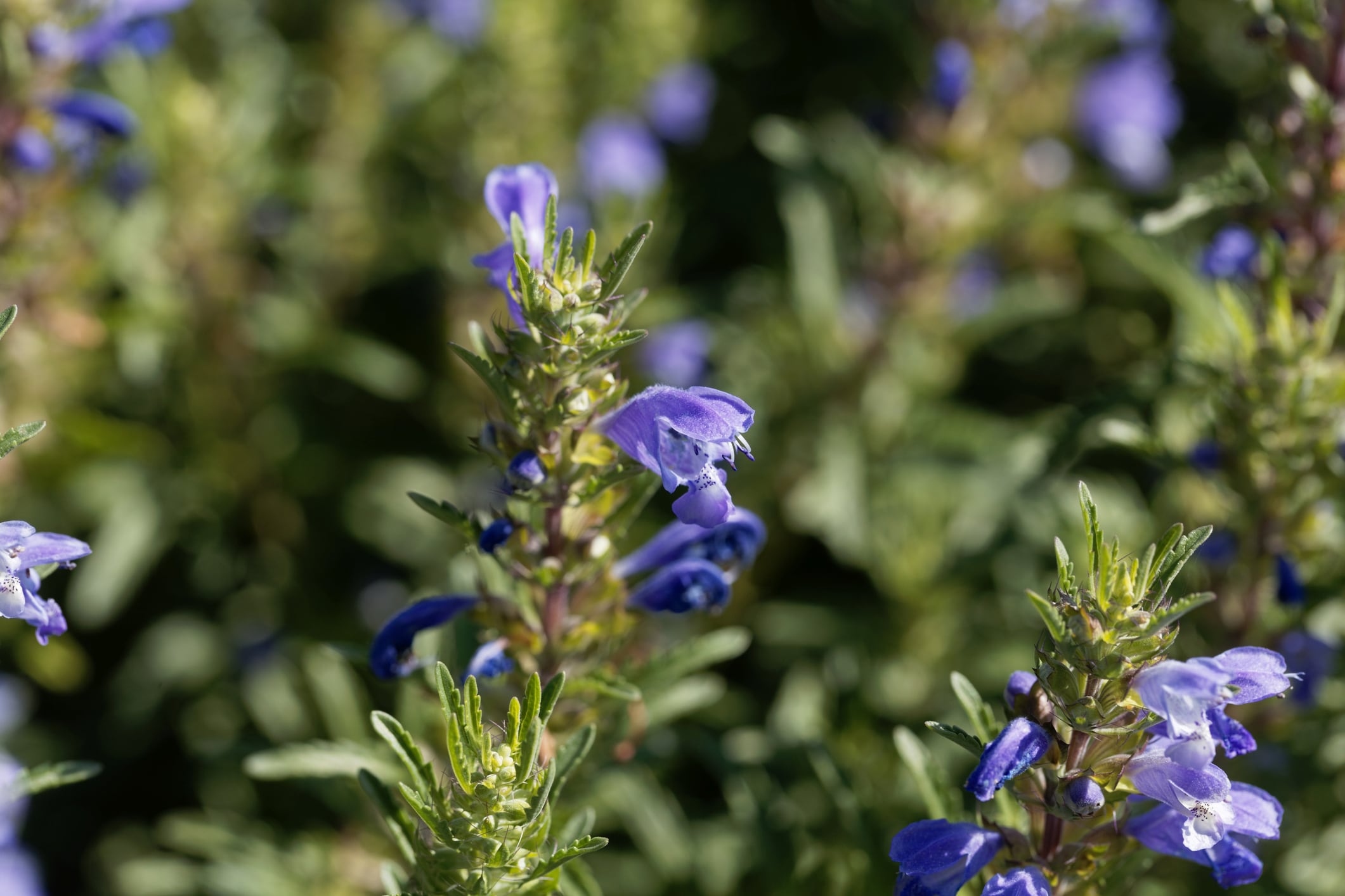Flower of a Moldavian dragonhead, Dracocephalum moldavica.