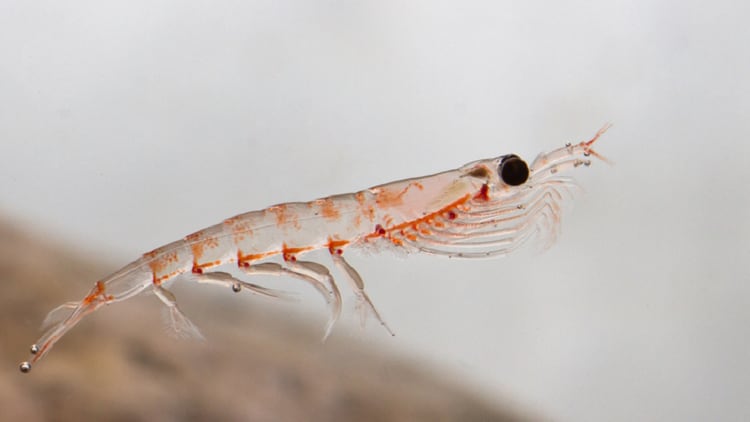One-year policy: South Korea requires all krill oil imports to be ‘proven safe’